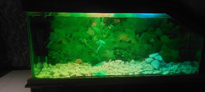 6 feet big aquarium . . urgent sale 5