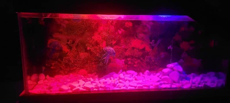 6 feet big aquarium . . urgent sale 6