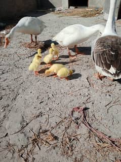 2 Female 1 male 5 chicks