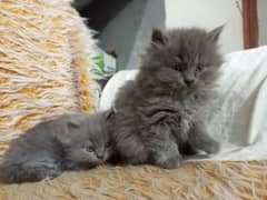 persian kitten