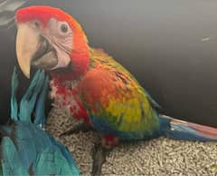 macaw parrots chicks