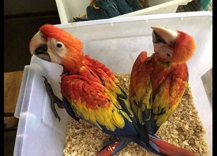 macaw parrots chicks 3