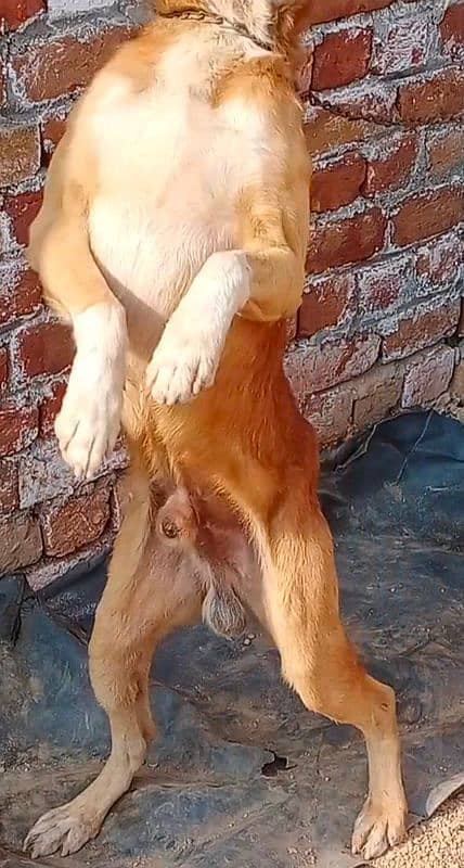 Pure Bakarwal Dog for sale 2