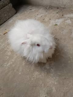 Angora