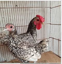 Sebright hens / Pure Quality / Breeder Pair