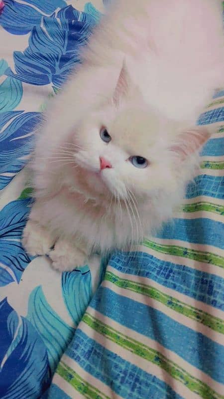 White Persian Pregnant Female 1