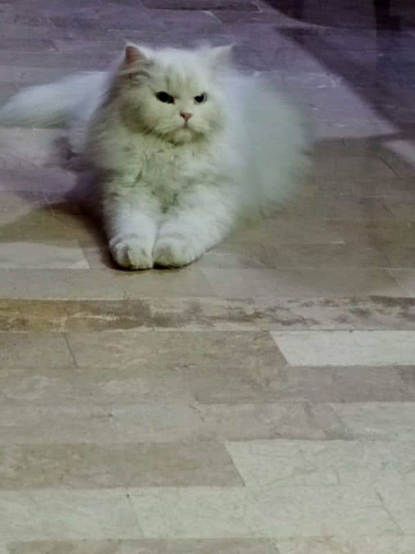 White Persian Pregnant Female 2