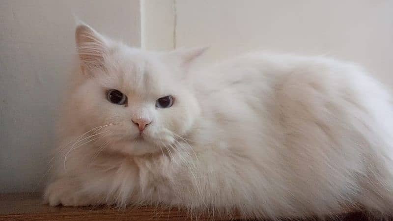 White Persian Pregnant Female 3