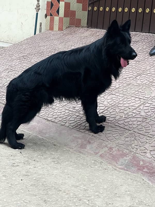 GSD long coat male in stud loction multan 0