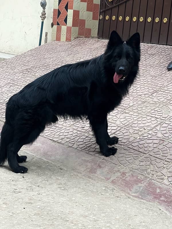 GSD long coat male in stud loction multan 1