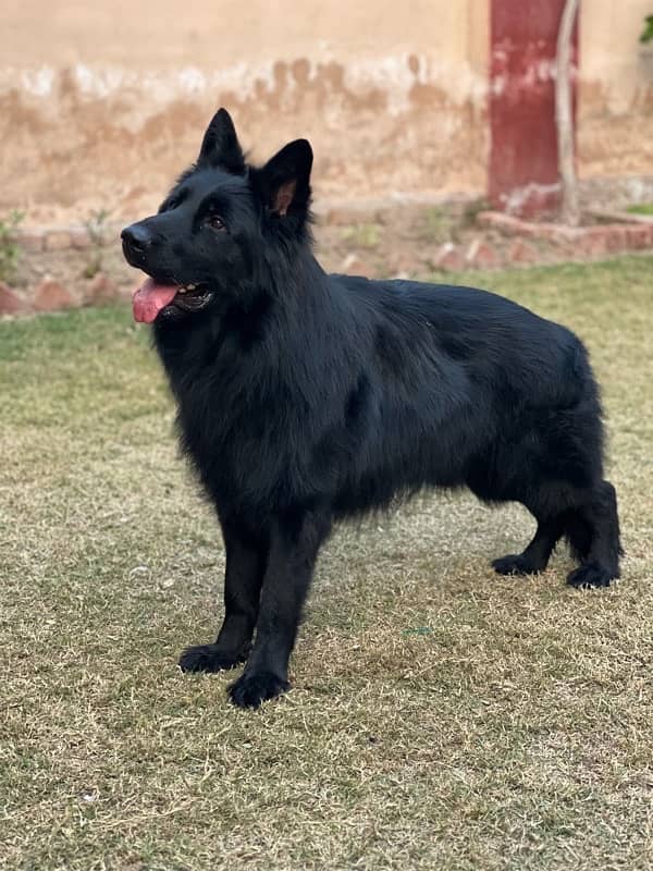 GSD long coat male in stud loction multan 2