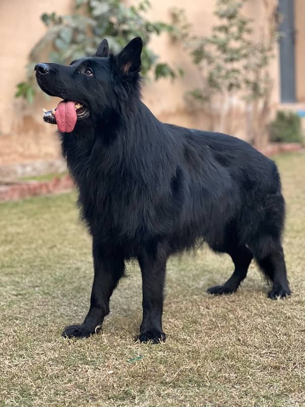 GSD long coat male in stud loction multan 3