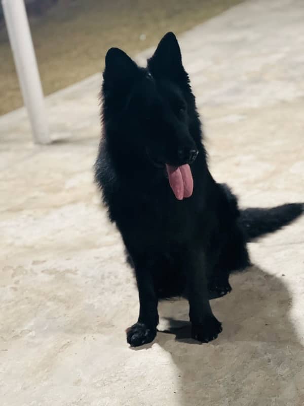 GSD long coat male in stud loction multan 4