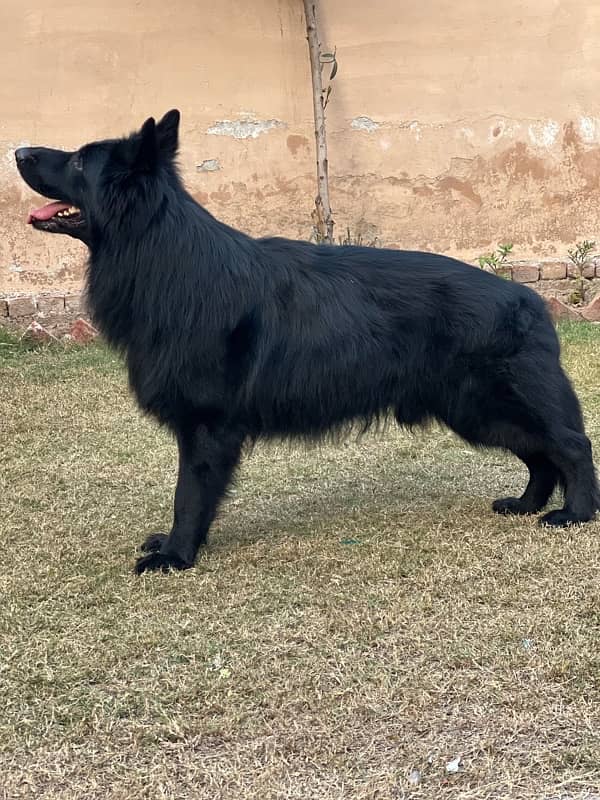 GSD long coat male in stud loction multan 5