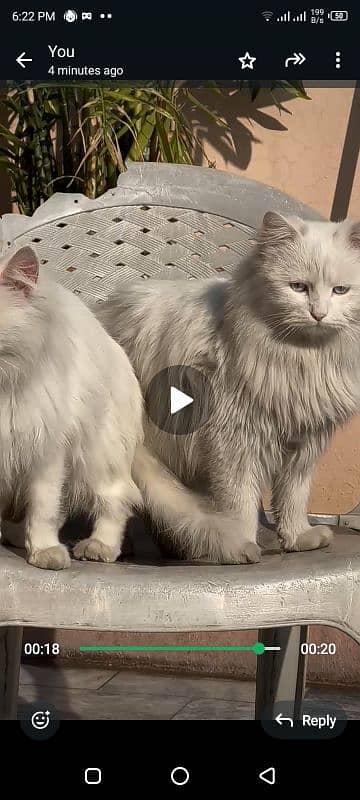 Persian long coat cats 0