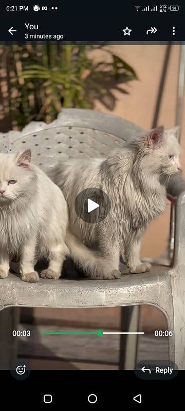 Persian long coat cats 1