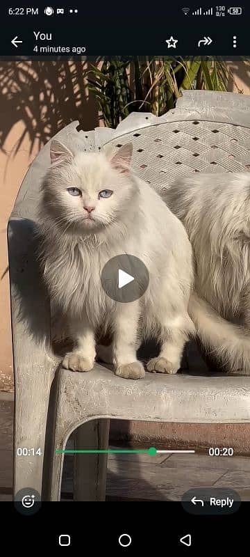 Persian long coat cats 2