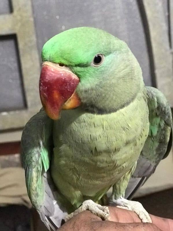 Raw parrot 0