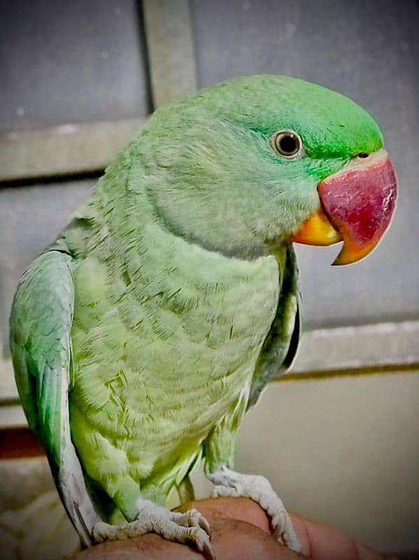 Raw parrot 1