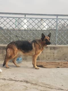 German shepherd het py agi ha 03135105229