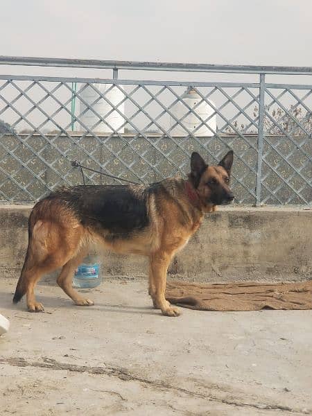 German shepherd het py agi ha 03135105229 0