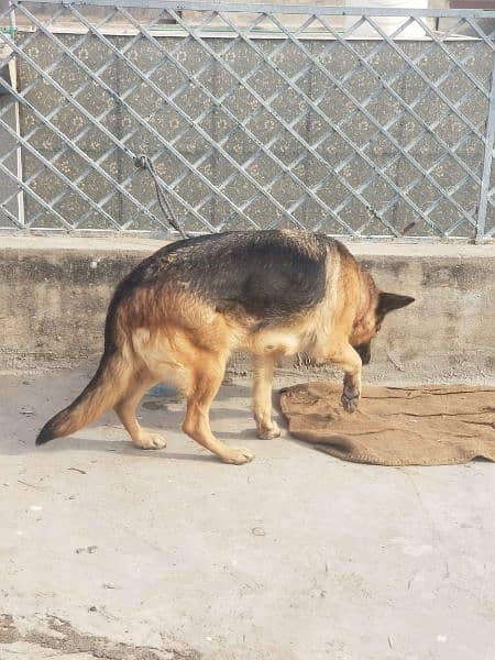 German shepherd het py agi ha 03135105229 1