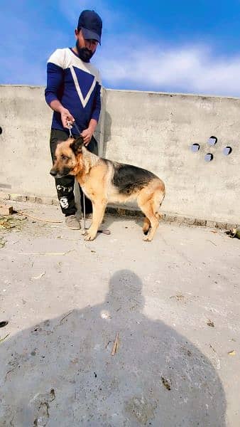 German shepherd het py agi ha 03135105229 3