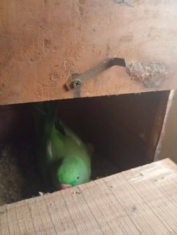 breeder pair jumbo size egg k sath hai 3