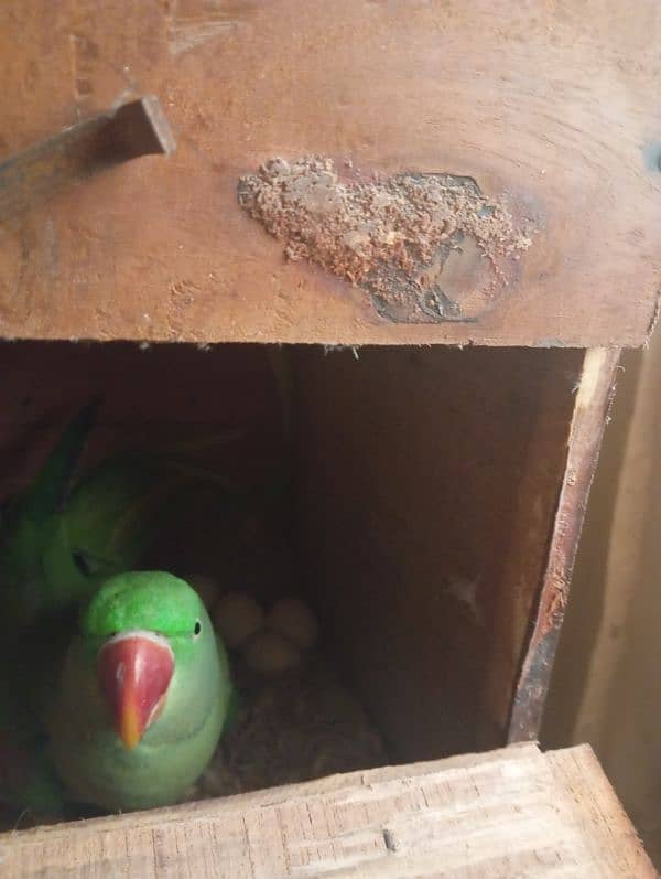 breeder pair jumbo size egg k sath hai 4