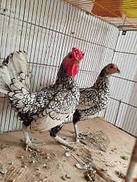 Sebright hens / Pure Quality / Breeder Pair 0