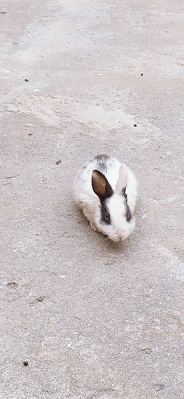 male and female mix rabbit urgent sale only 5 0