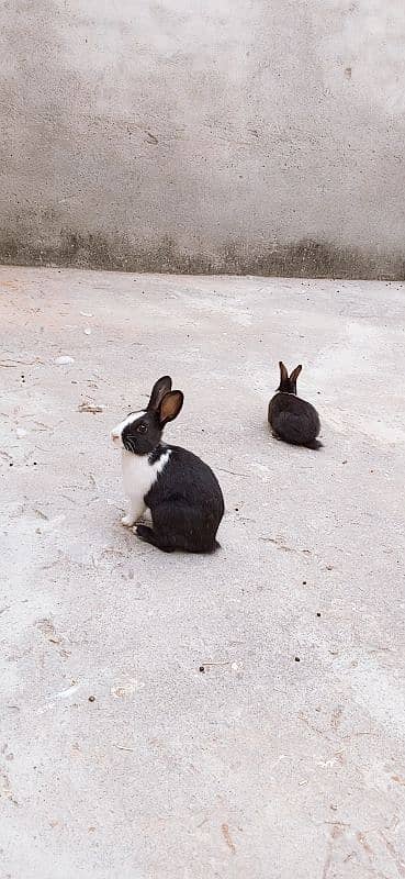 male and female mix rabbit urgent sale only 5 1