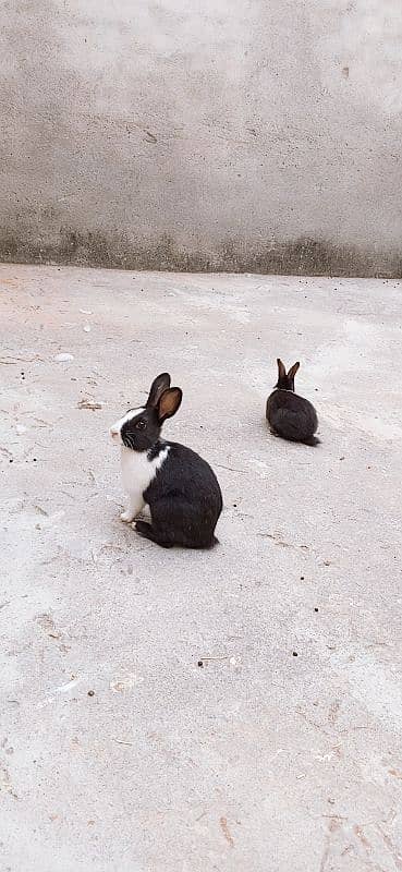 male and female mix rabbit urgent sale only 5 2