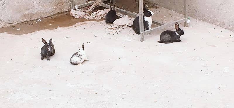 male and female mix rabbit urgent sale only 5 3