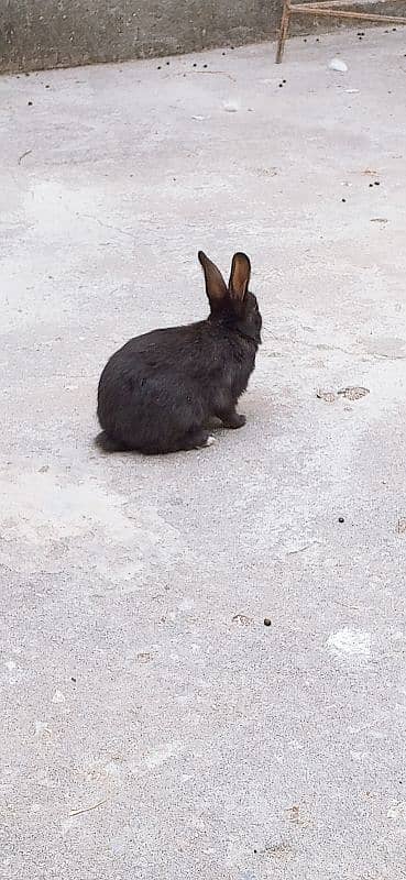 male and female mix rabbit urgent sale only 5 4