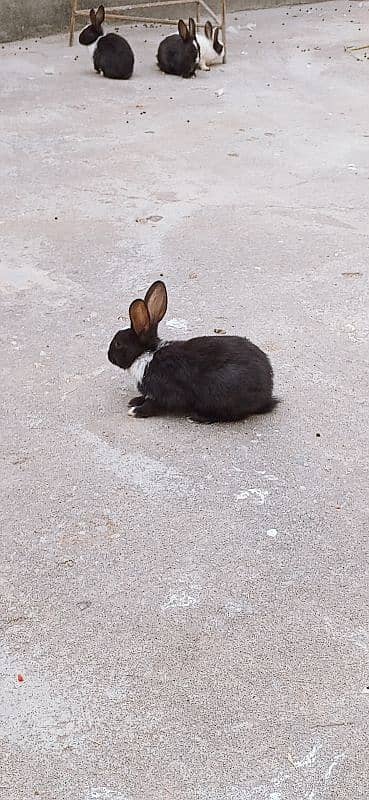 male and female mix rabbit urgent sale only 5 5