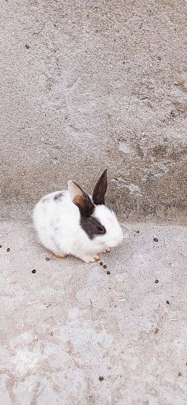 male and female mix rabbit urgent sale only 5 6