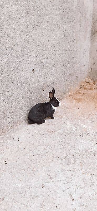 male and female mix rabbit urgent sale only 5 7