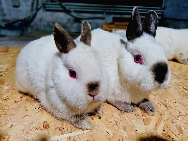 Rabbit/Angoras/German Jaints /khargosh /imported bunny /Newzeland 1