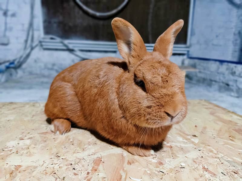 Rabbit/Angoras/German Jaints /khargosh /imported bunny /Newzeland 3