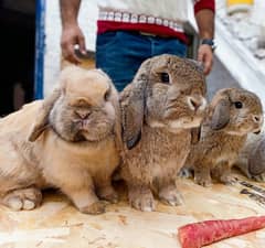 Rabbit/Angoras/German Jaints /khargosh /imported bunny /Newzeland