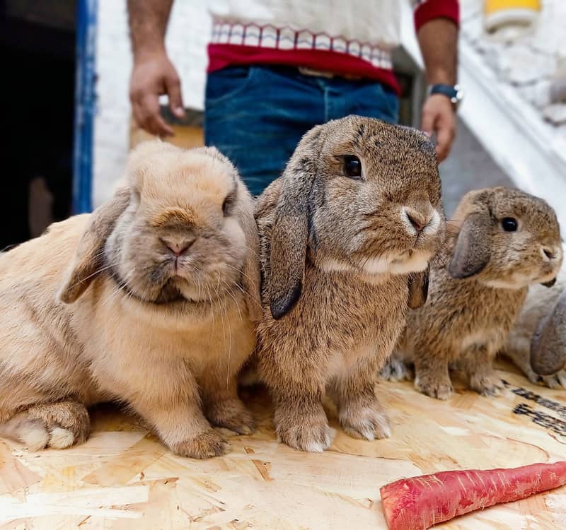 Rabbit/Angoras/German Jaints /khargosh /imported bunny /Newzeland 4