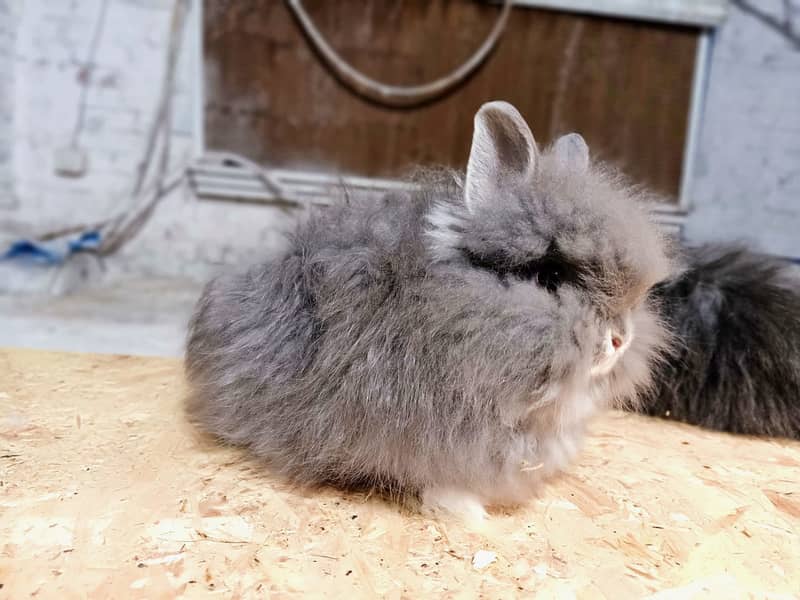 Rabbit/Angoras/German Jaints /khargosh /imported bunny /Newzeland 8