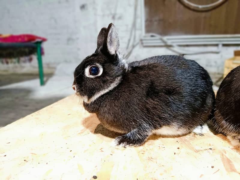 Rabbit/Angoras/German Jaints /khargosh /imported bunny /Newzeland 9