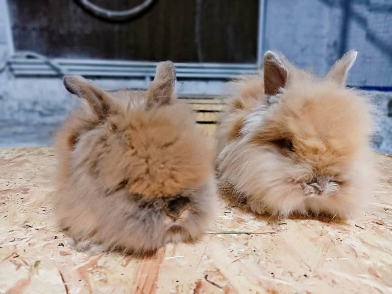 Rabbit/Angoras/German Jaints /khargosh /imported bunny /Newzeland 10