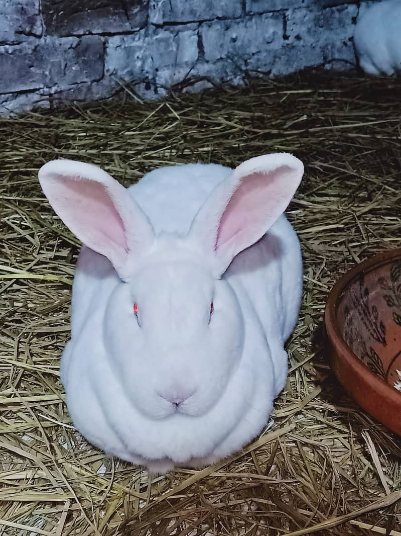 Rabbit/Angoras/German Jaints /khargosh /imported bunny /Newzeland 11