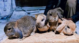 Rabbit/Angoras/German Jaints /khargosh /imported bunny /Newzeland