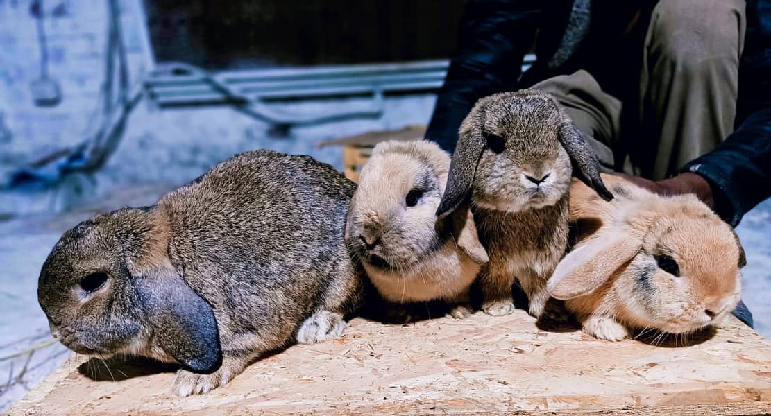 Rabbit/Angoras/German Jaints /khargosh /imported bunny /Newzeland 12