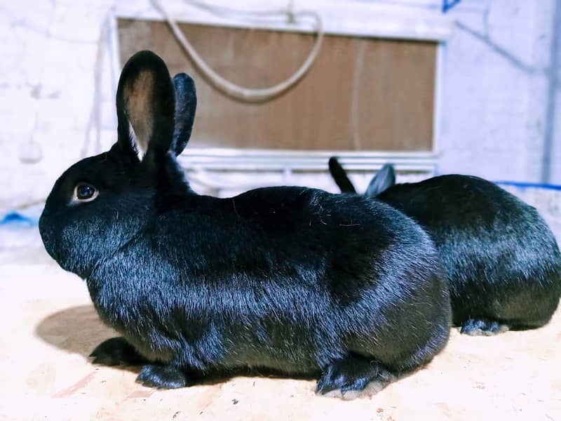 Rabbit/Angoras/German Jaints /khargosh /imported bunny /Newzeland 15