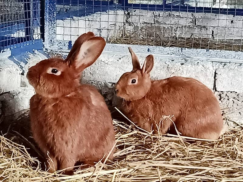 Rabbit/Angoras/German Jaints /khargosh /imported bunny /Newzeland 16